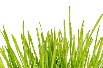 raindrops on blades of grass isolated on white background