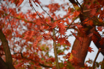 Red, autumn maple leafs with unfocused background on the sunny day.