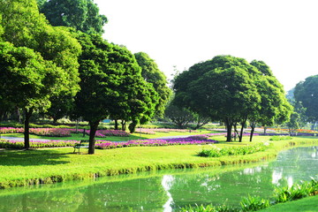View Of Trees In Park