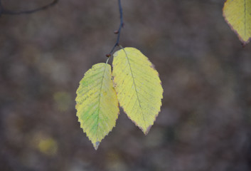 Art autumn nature with beech leafs and unfocused background.