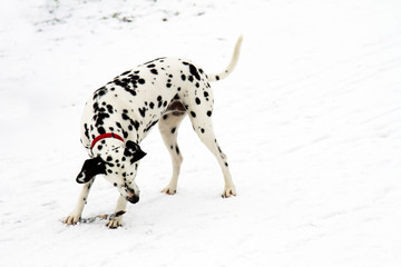 dalmation in the snow, dog on a white background