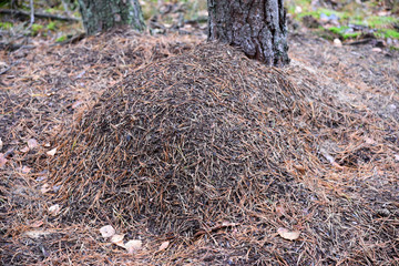Anthill in autumn forest, Poland. 