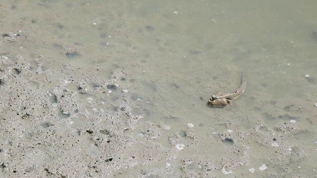 mud skipper mangrove animal forest wild life