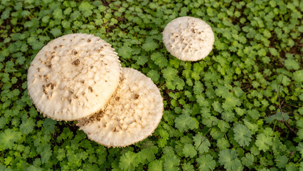 Acrolepiota procera, the parasol mushroom  in the open field
