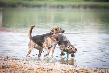 Cute dog from dogs shelter posing for a photo 