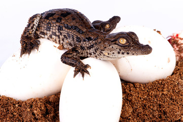 Nile Crocodile, in studio, hatchling, newborn, up close