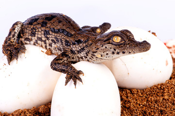 Nile Crocodile, in studio, hatchling, newborn, up close