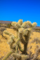 Cholla Cactus in Joshua Tree National Park