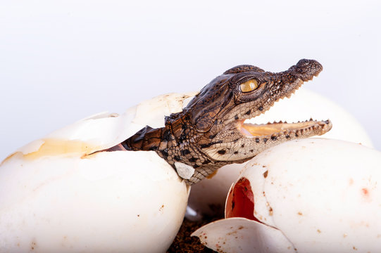 Nile Crocodile, in studio, hatchling, newborn, up close