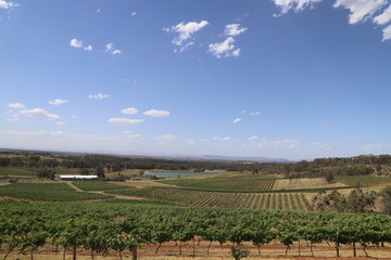 vineyard in landscape view