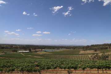 vineyard in landscape view