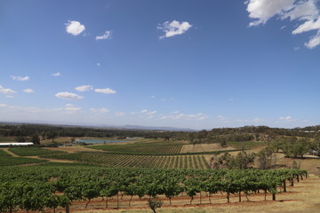vineyard in landscape view