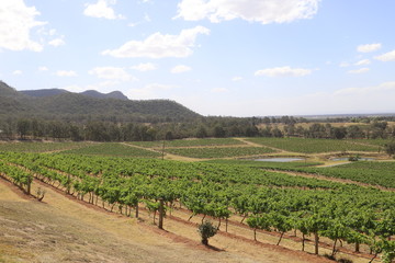 Fototapeta na wymiar vineyard from view