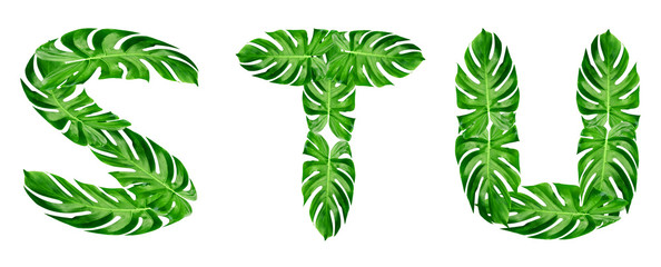 Green leaves pattern,font Alphabet s,t,u of leaf monstera isolated on white background