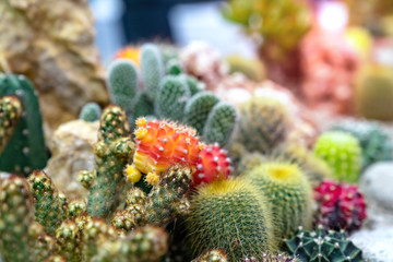 closeup various cactus plants in garden