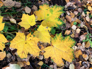 Autumn yellow green maple leaves on the background of fallen old leaves from the trees. Colorful leaves of Acer platanoides. Orange, golden, brown