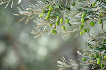 Young green olives dangling from the branches of a Mediterranean olive tree with bokeh copy space in the grove beyond