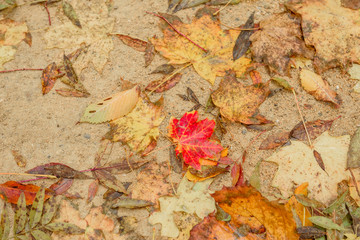 Autumn maple leave on grass closeup