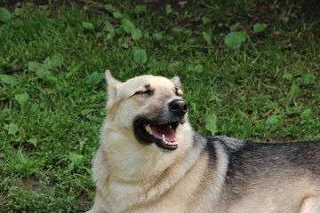 dog smile