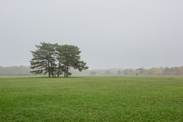 Obraz premium Tree in fog warm autumn morning