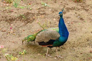 Fototapeta premium Peacock with beautiful blue feathers in the field