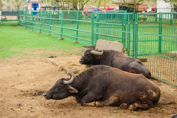 Adult African buffalo at zoo