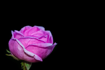 Flower bud roses on a black background