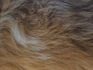 closeup of fur