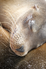 Sleepy sealion snoozing on the soft pelt of a nearby friend