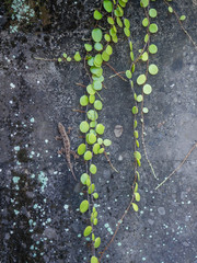 Creeping green plants. Bali.
