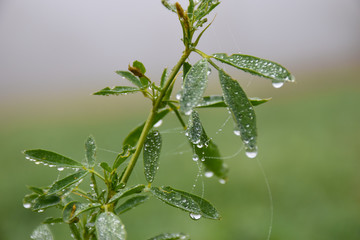 drops of dew on a field clover