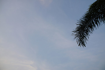 Palm leaves near dusk Blue sky, white clouds