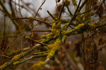 tree branches overgrown with moss