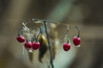 Czerwony jagody znalezione nad jeziorem w województwie Mazowieckim. © Piotr