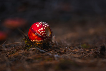 Czerwony muchomor wyrastający z iglastego podłoża © Piotr