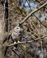 Long eared owl perched resting in deep midwinter, Quebec, Canada.