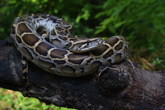 Burmese Python (Python molurus bivittatus) on a tree