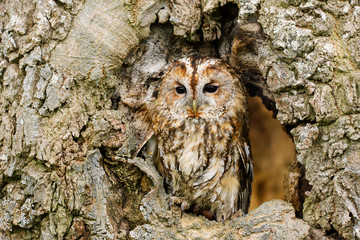 Tawny Owl (strix aluco) sitting on an old rotten oak tree.  Taken in the mid Wales countryside UK