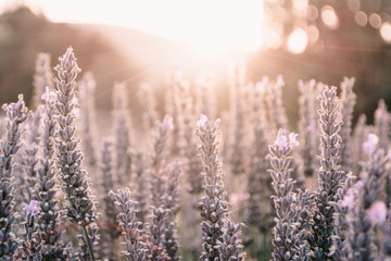 Lavender Against Sun