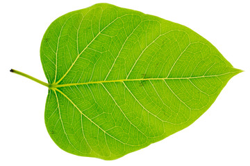 Heart shaped bodhi leaf, abstract green on white background. - Image