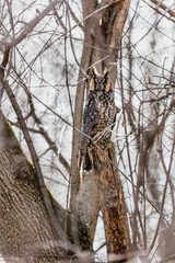 Long eared owl perched resting in deep midwinter, Quebec, Canada.