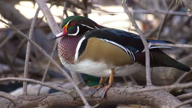 Wood duck drake standing in tree and jumping off branch into pond below.