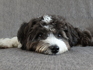 Ein Malteser Bolonka Mischling liegt auf dem Sofa und schaut in die Kamera - A Maltese Bolonka...