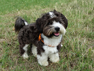 Ein junger Mischlingshund steht im Gras -  A young mongrel dog is standing in the grass