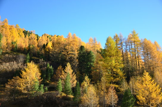 herbst