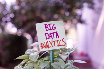 Handwriting text writing Big Data Analytics. Conceptual photo The process of examining large and varied data sets Plain empty paper attached to a stick and placed in the green leafy plants