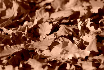 Dry leaves lit by the sun in the autumn forest close up. Autumn background brown color toned