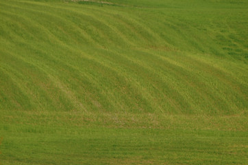 Naklejka premium Field