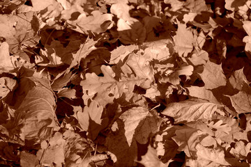 Dry leaves lit by the sun in the autumn forest close up. Autumn background brown color toned