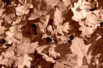 Dry leaves lit by the sun in the autumn forest close up. Autumn background brown color toned